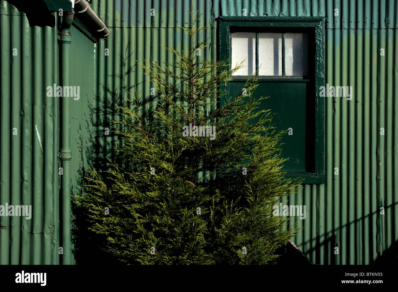 Un albero sempreverde in piedi di fronte ad un verde ferro corrugato capannone. Foto Stock