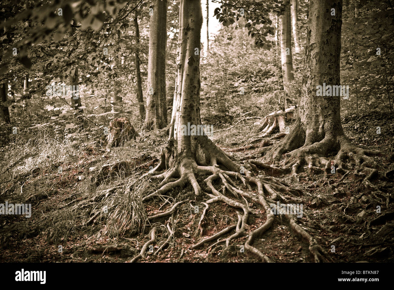 Foresta, Bad Harzburg, Germania Foto Stock