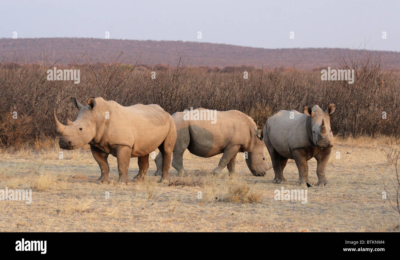 Square a labbro rinoceronte (Ceratotherium simum) nel Parco Nazionale di Etosha, Namibia Foto Stock