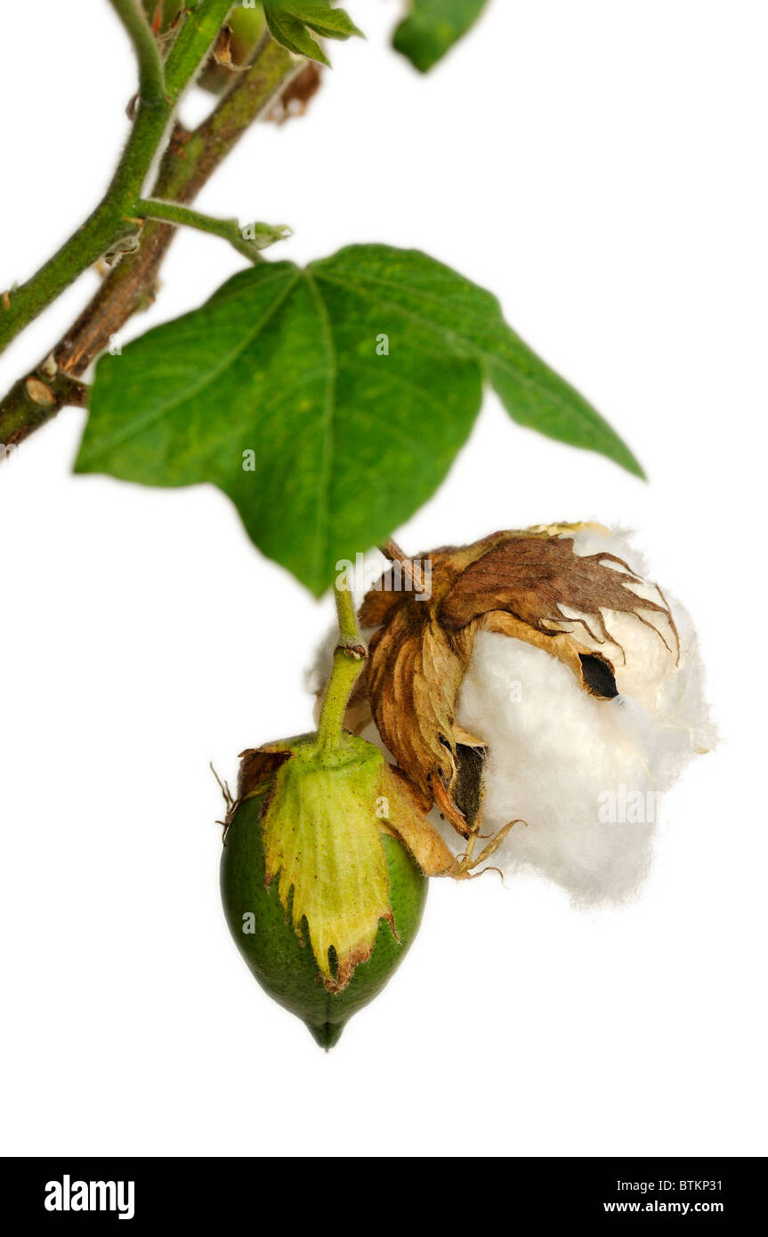 Il cotone boll pronto per il raccolto e immaturo boll, pianta di cotone, Gossypium hirsutum Foto Stock