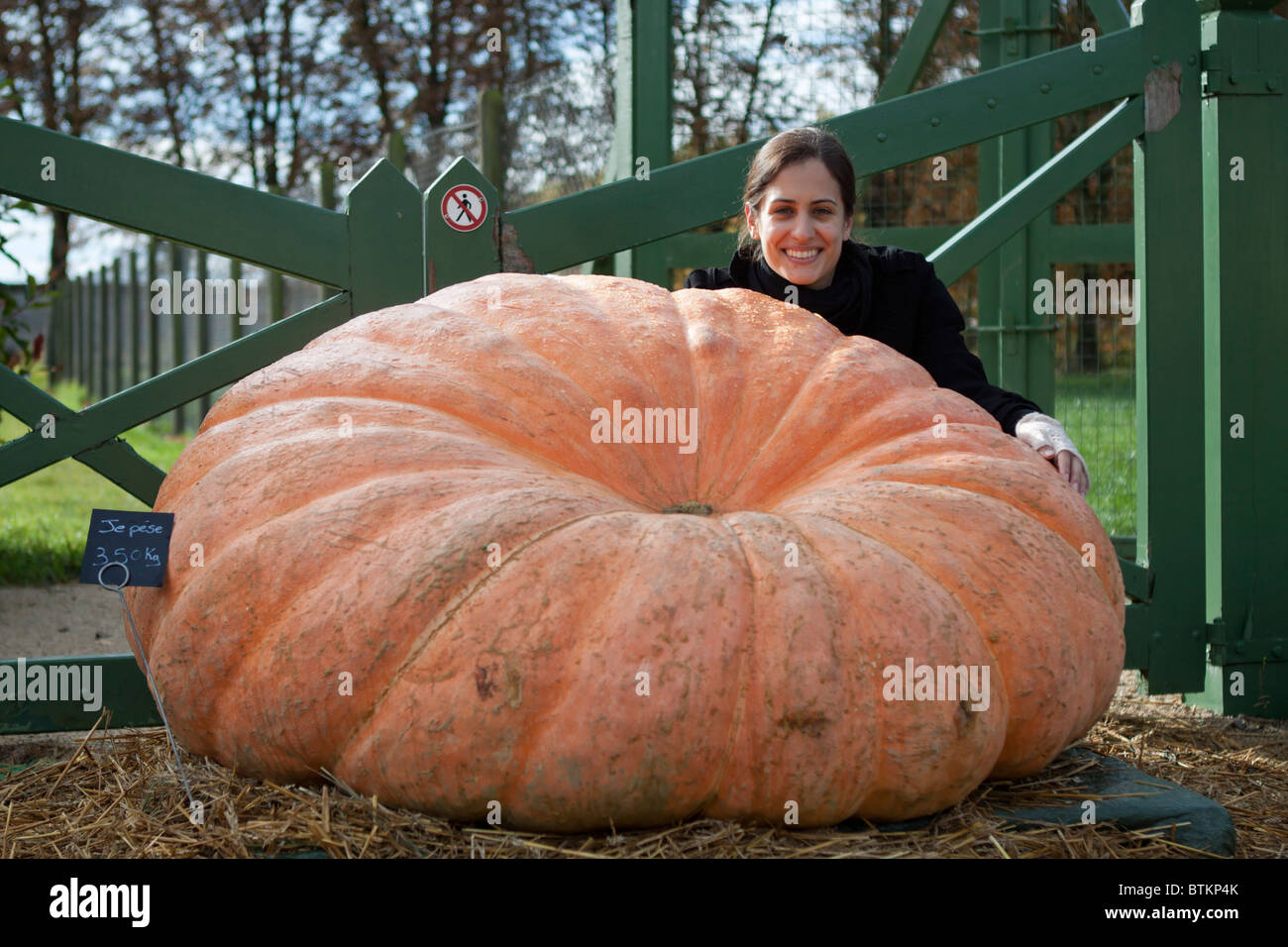 Una zucca gigante del peso di 770 libbre, Cheverny, Francia Foto Stock