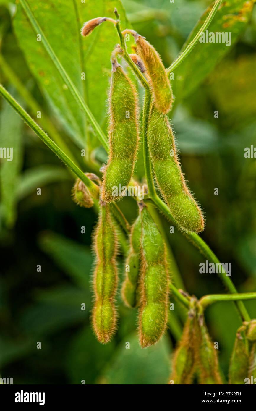 Baccelli di fagioli di soia in una fattoria campo quasi maturi Foto Stock