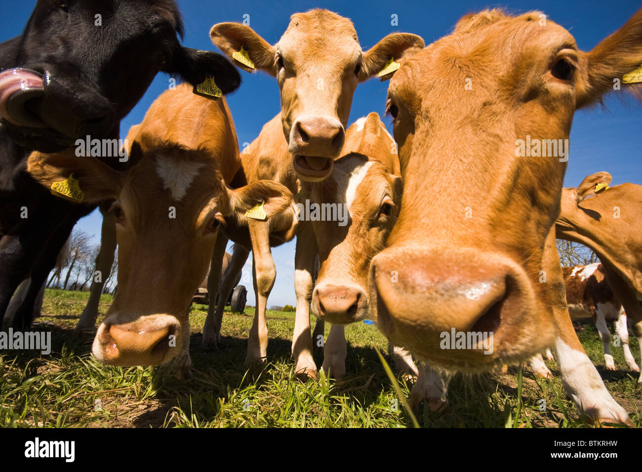 La mucca di Guernsey Foto Stock