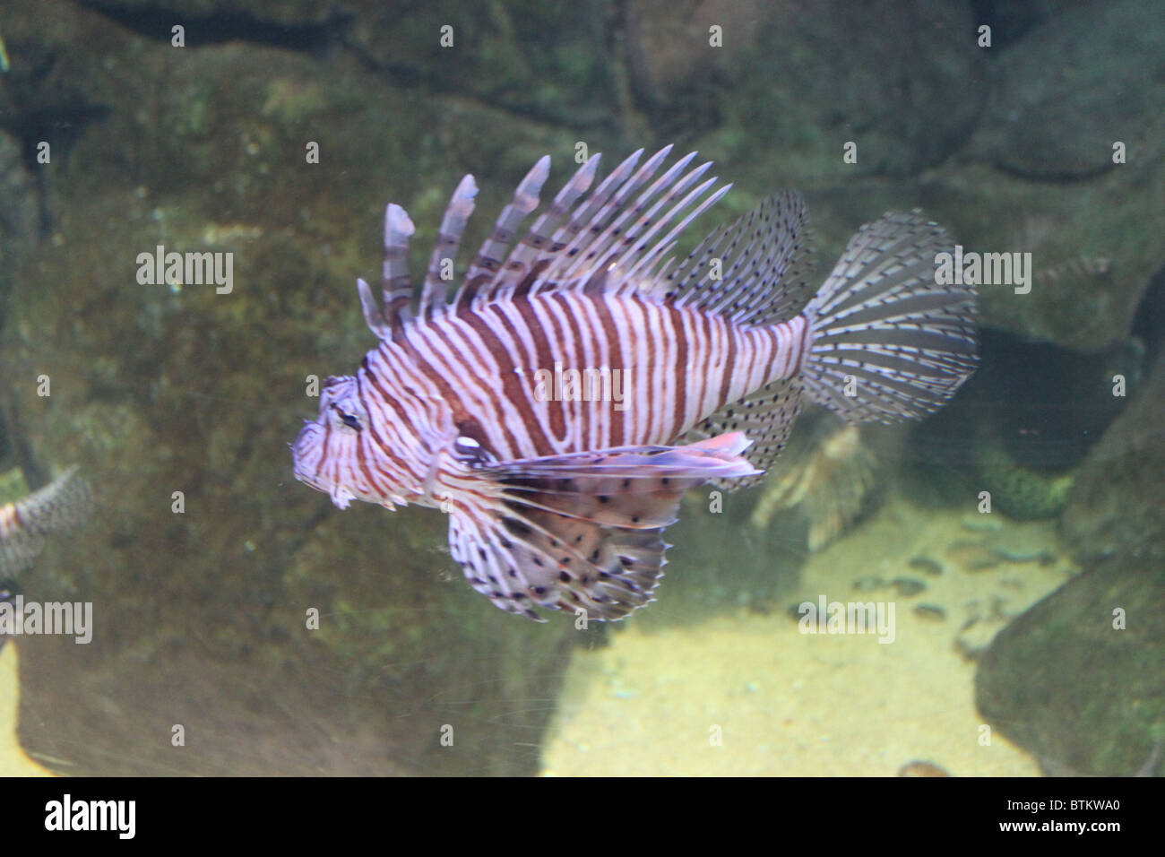 Red Lion pesci / pterois volitans Foto Stock