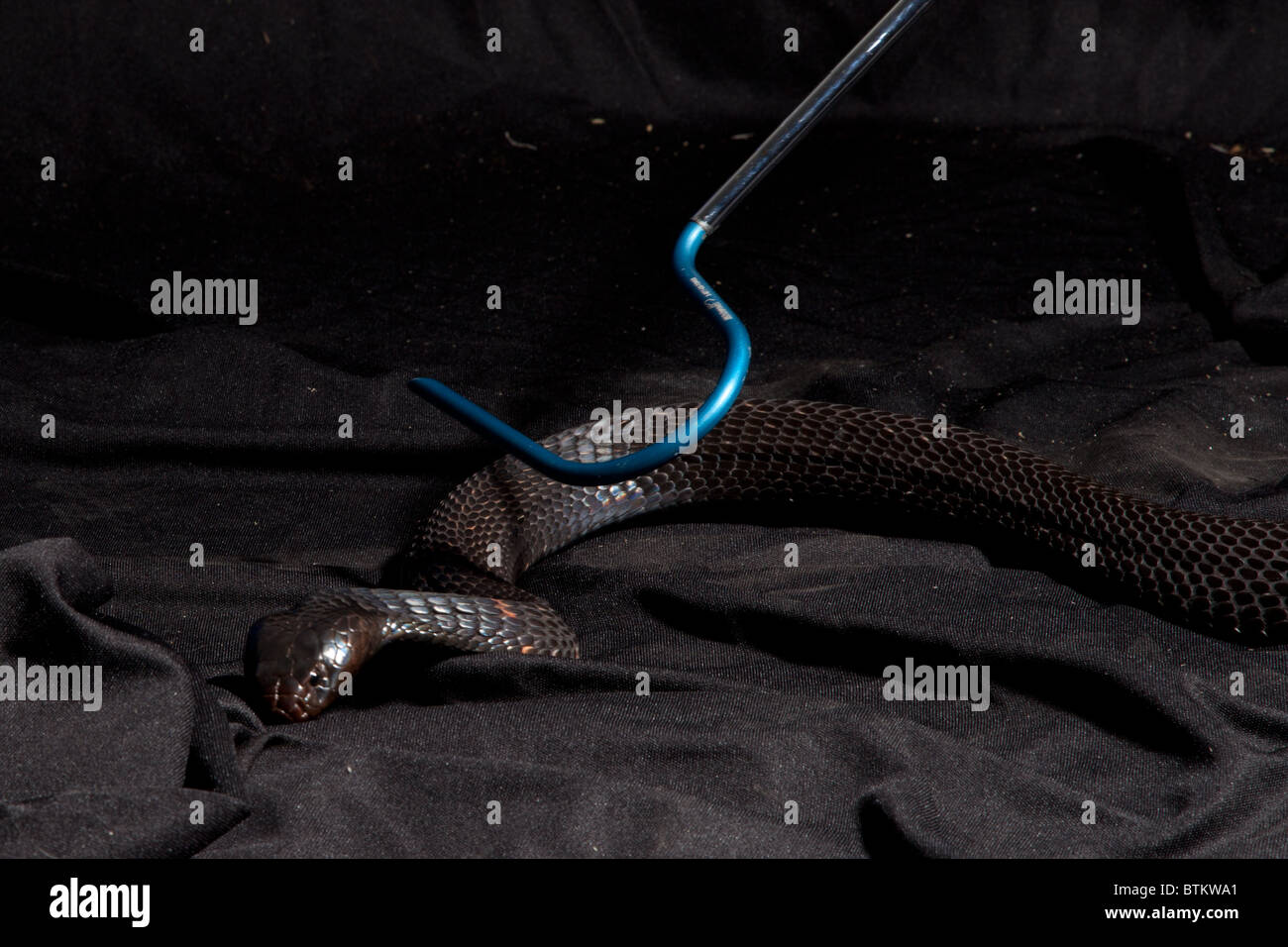 Captive snake collo nero sputare cobra Foto Stock