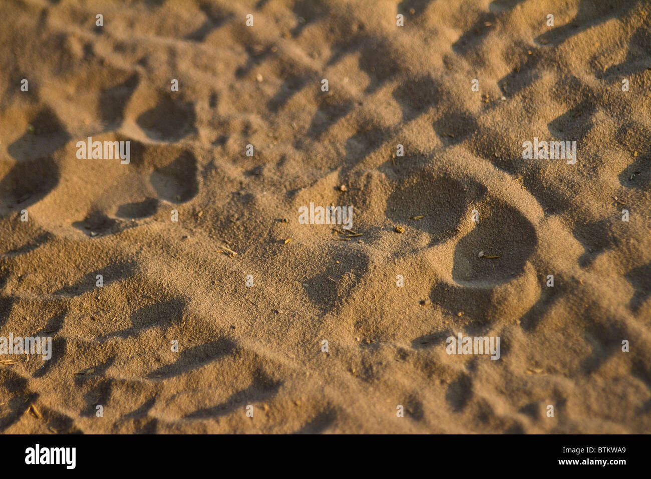Auto e Leone Foto Stock