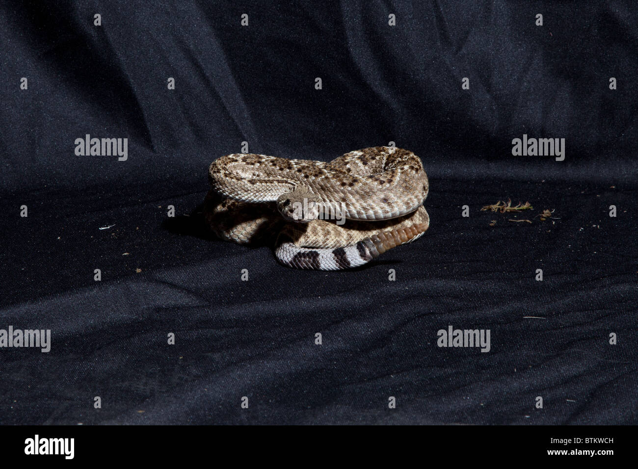 Captive snake Pacifico settentrionale rattlesnake Foto Stock