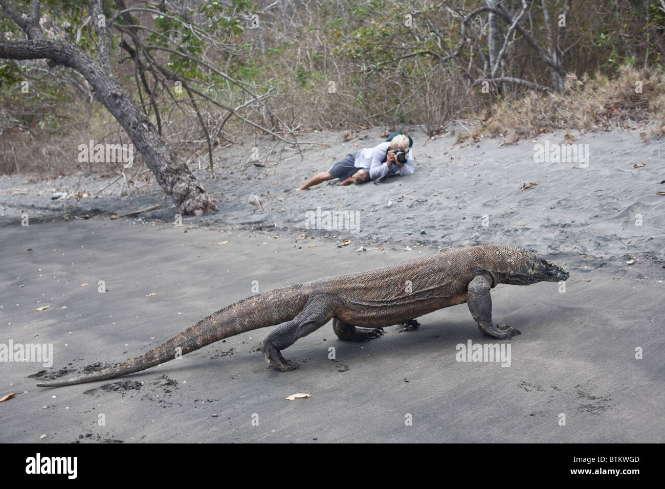 Un drago di Komodo, Varanus komodoensis, saunters lungo una spiaggia in cerca di un potenziale pasto sulla isola di Rinca. Foto Stock