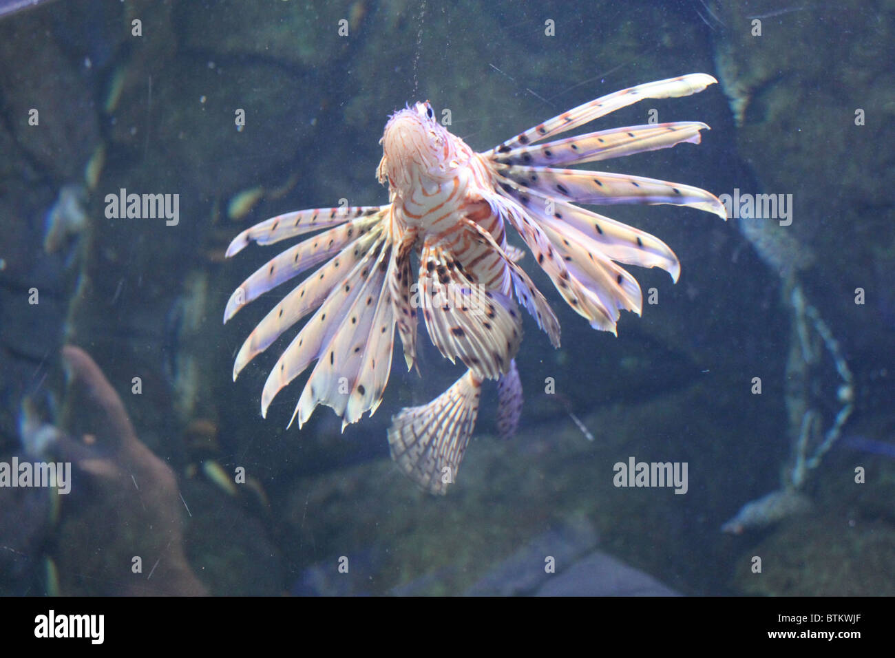 Red Lion pesci / pterois volitans Foto Stock