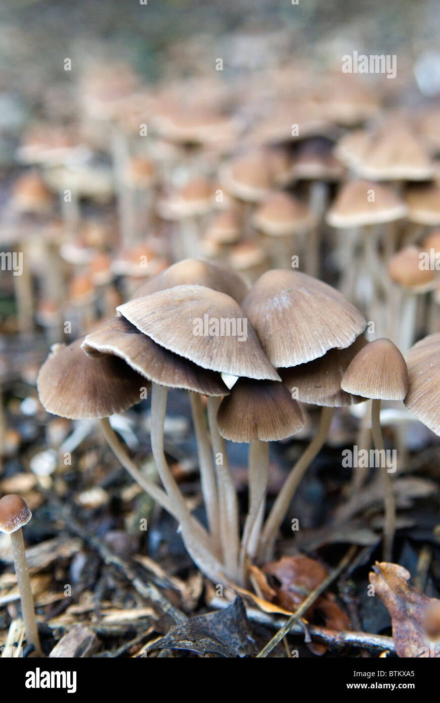 Funghi del cofano. Mycena flavoalba Wimbledon Common, un bosco periferico londinese. Wimbledon, Londra, Inghilterra 4 novembre 2010 2010S UK HOMER SYKES Foto Stock