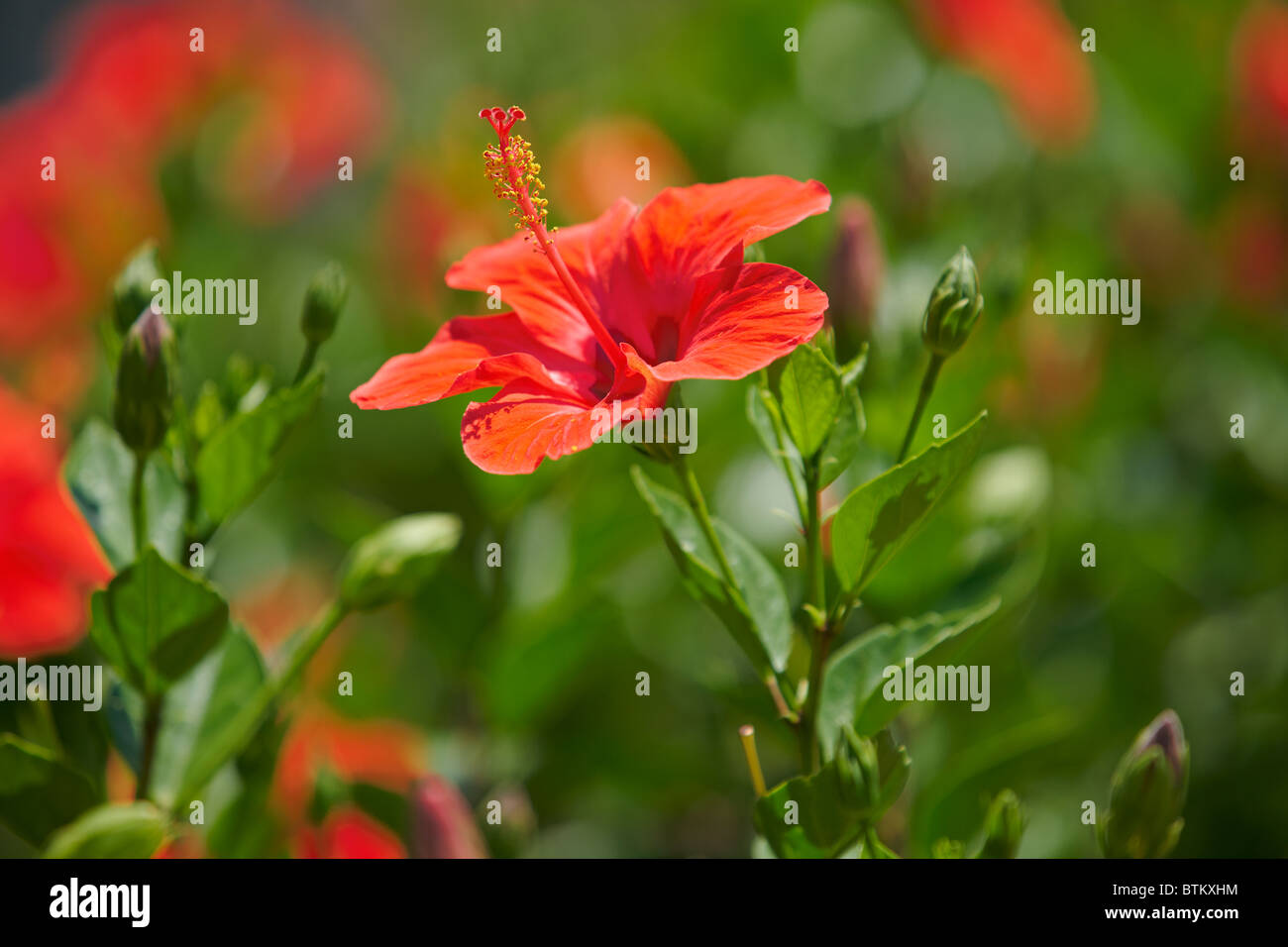 Ibisco cinese (nome scientifico: Hibiscus rosa sinensis). Creta, Grecia. Foto Stock