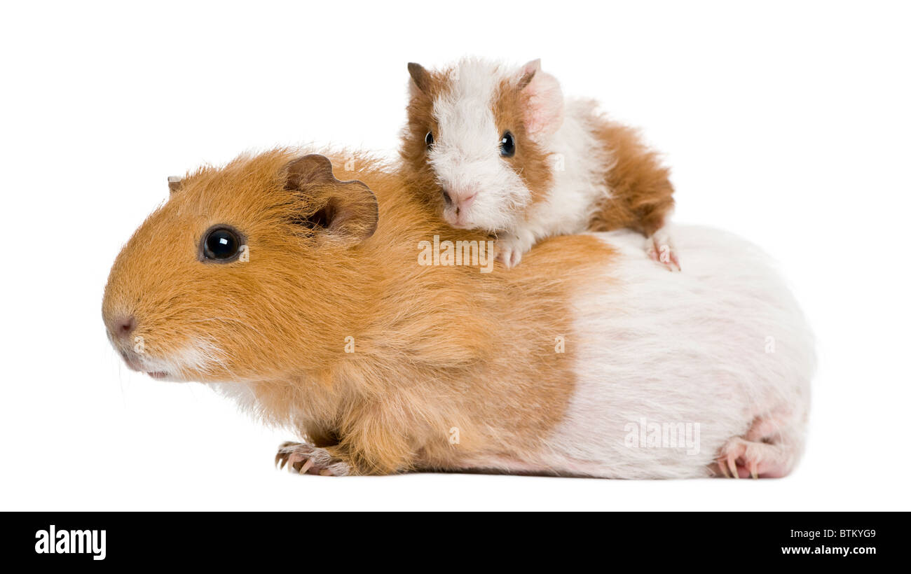 La cavia e il suo bambino di fronte a uno sfondo bianco Foto Stock