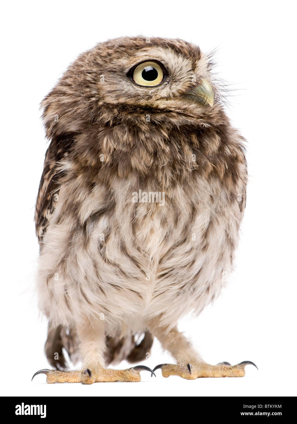 Piccolo gufo, 50 giorni, Athene noctua, in piedi di fronte a uno sfondo bianco Foto Stock