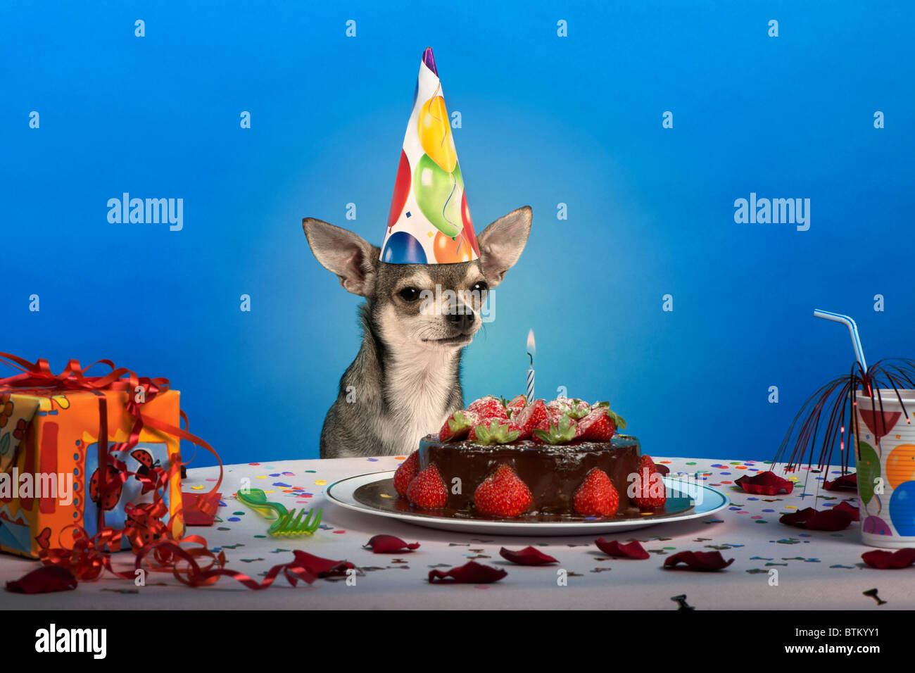 Chihuahua al tavolo indossando compleanno hat e guardando alla torta di compleanno di fronte a sfondo blu Foto Stock