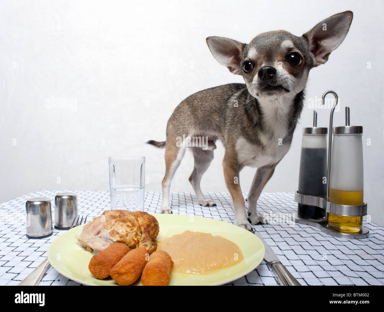 Chihuahua in piedi dal cibo sul tavolo per la cena Foto Stock