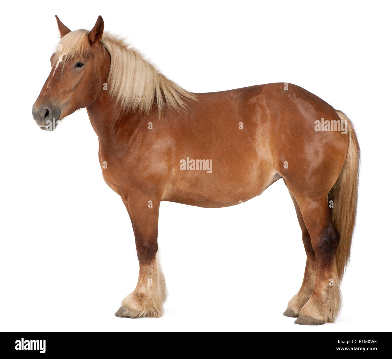 Cavallo belga, pesante belga cavallo, Brabancon, un progetto di cavallo di razza, 4 anni, in piedi di fronte a uno sfondo bianco Foto Stock
