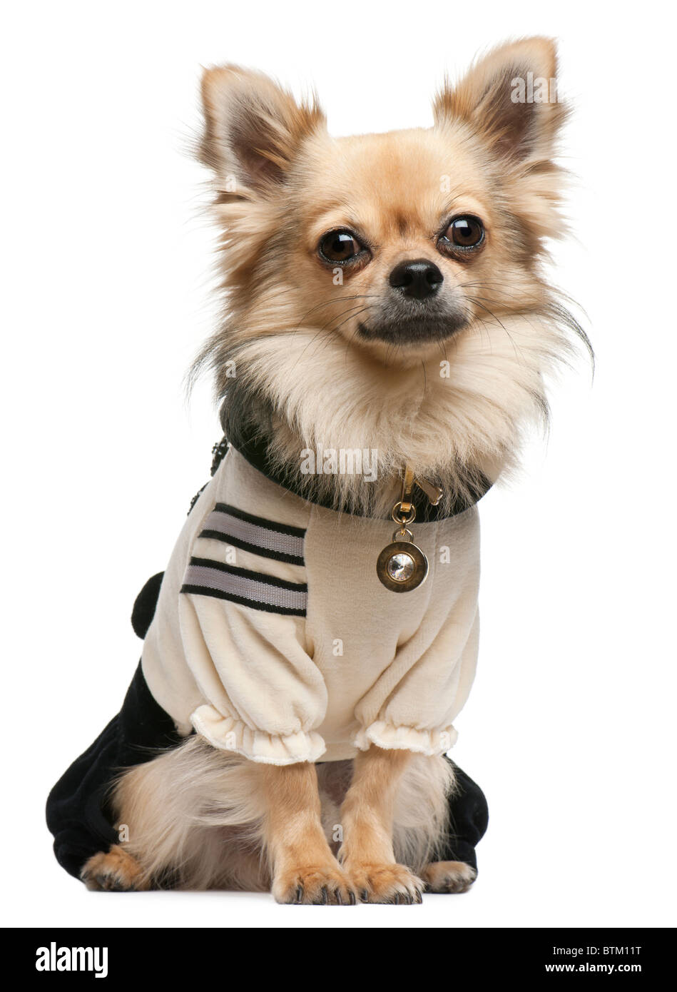 Chihuahua,18 mesi, vestito e seduto davanti a uno sfondo bianco Foto Stock