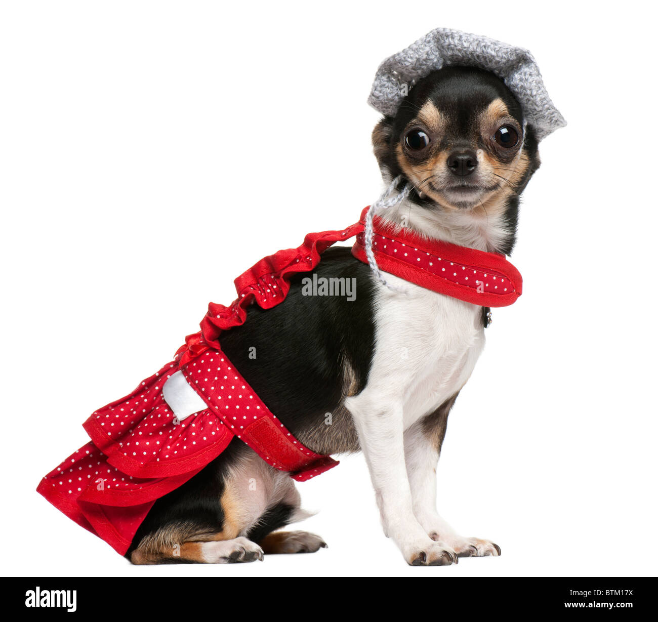 Chihuahua cucciolo, 3 anni, vestito e seduto davanti a uno sfondo bianco Foto Stock