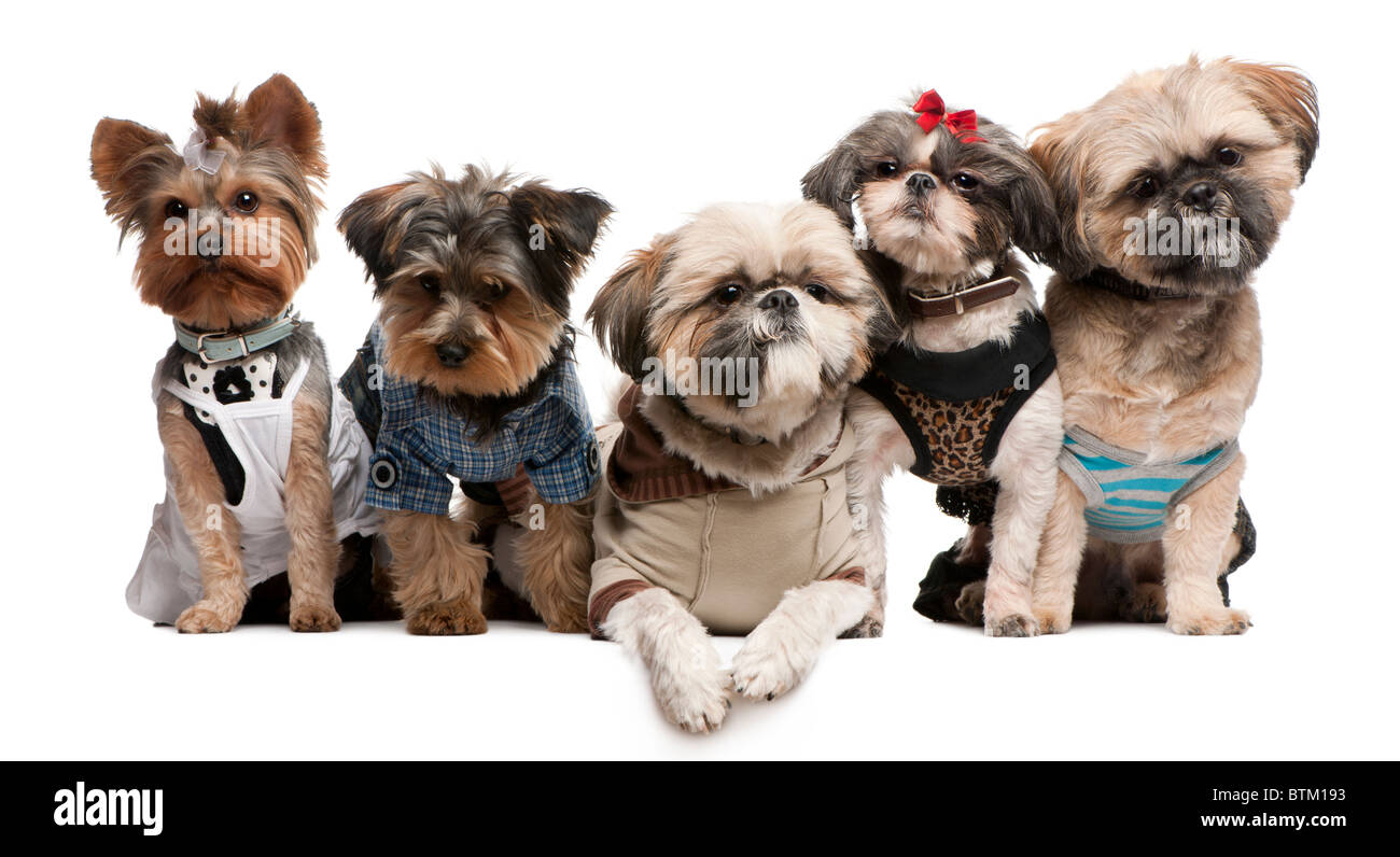 Shih Tzu, 3 e 2 anni e 8 mesi di età, & Yorkshire Terrier, 2 anni e 6 mesi di età, di fronte a uno sfondo bianco Foto Stock