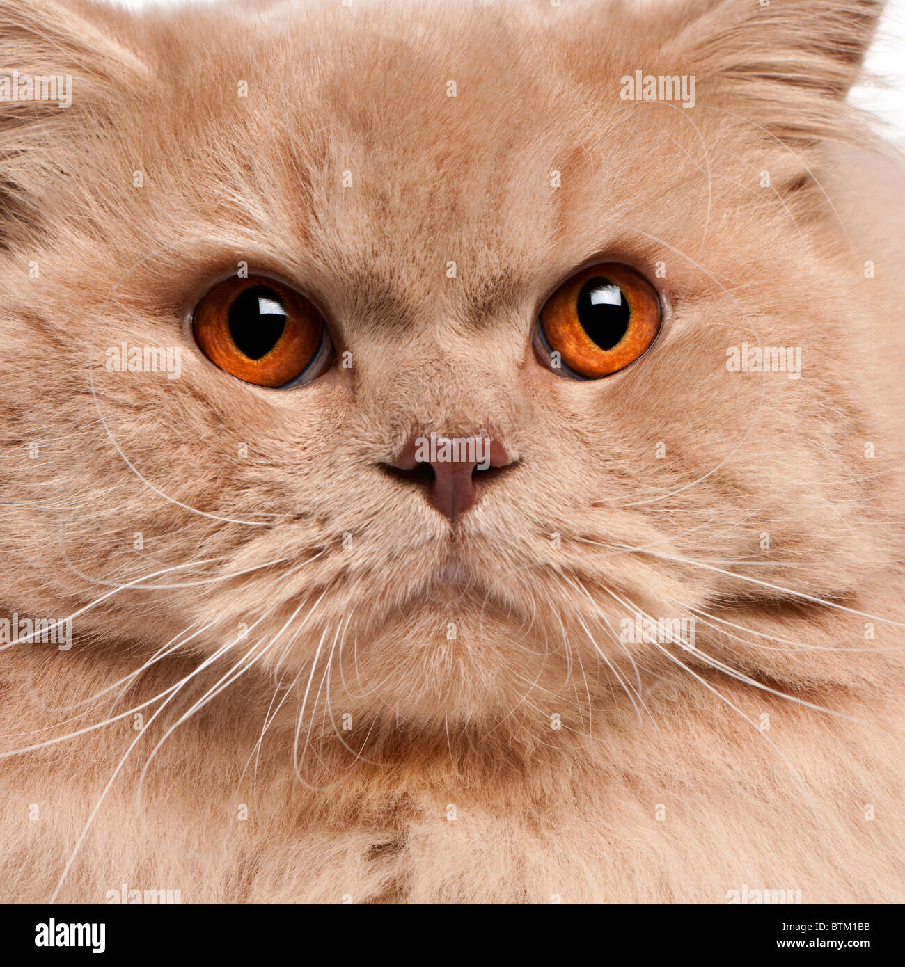 Close-up di British longhair cat, quindici mesi di età Foto Stock