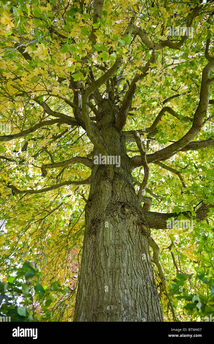 Tronco di albero e rami con foglie in Savill Gardens, Windsor, Berkshire-1 Foto Stock