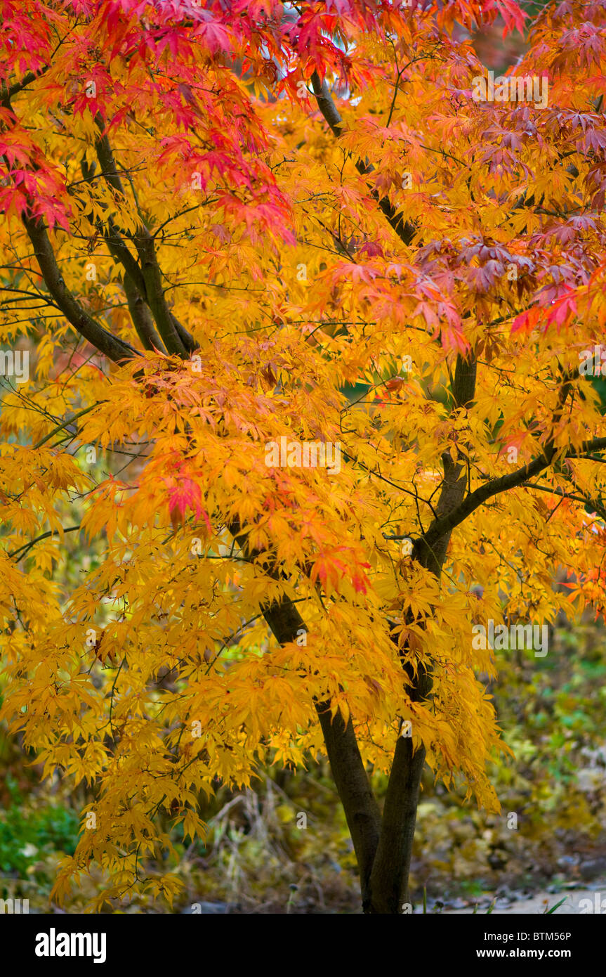 Close-up di immagine vibrante Autunno/caduta foglie colorate di Acer Palmatum il giapponese acero, immagine presa contro un dolce sottofondo. Foto Stock
