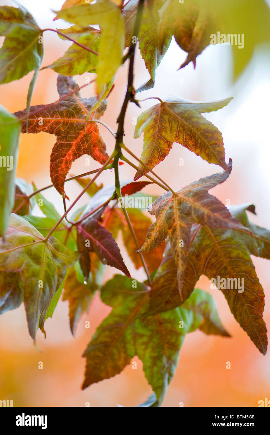 Close-up di immagine vibrante Autunno/caduta foglie colorate di Acer Palmatum il giapponese acero, immagine presa contro un dolce sottofondo. Foto Stock