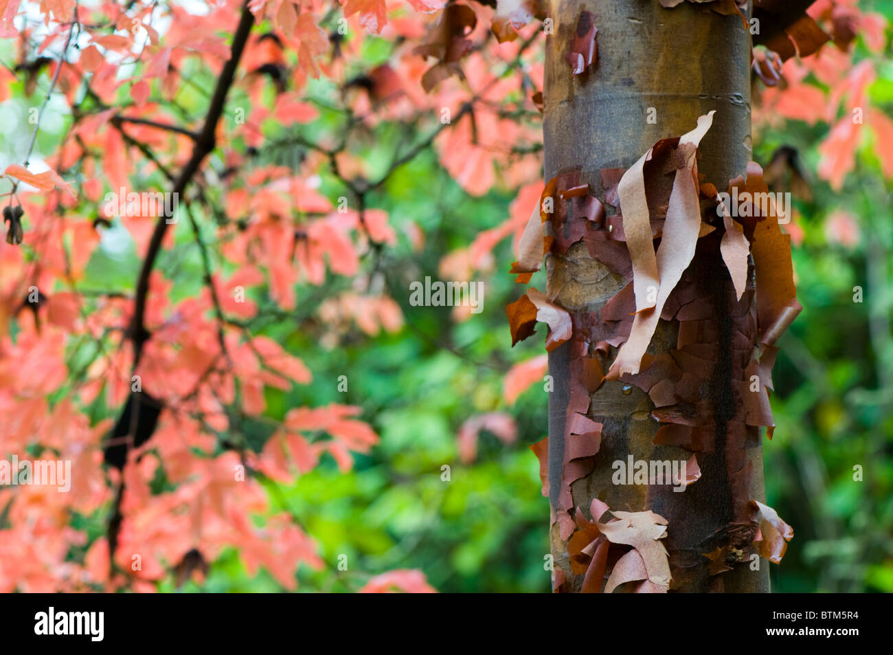 Autunno foglie colorate di Acer Griseum, carta di corteccia di albero di acero Foto Stock