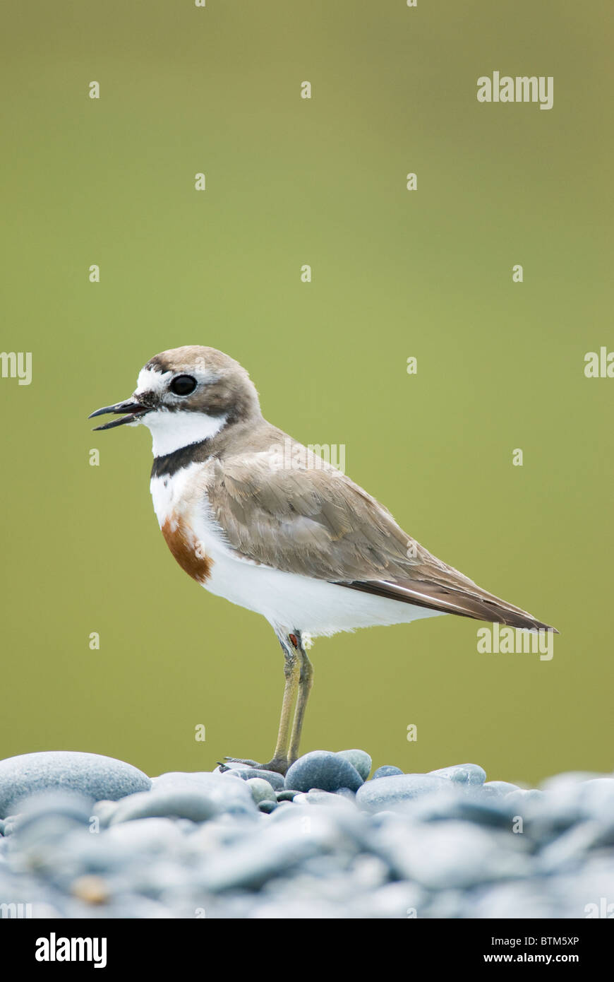 Nastrare Beccaccia (Charadrius bicinctus) chiamando. Kaikoura, Nuova Zelanda. Foto Stock