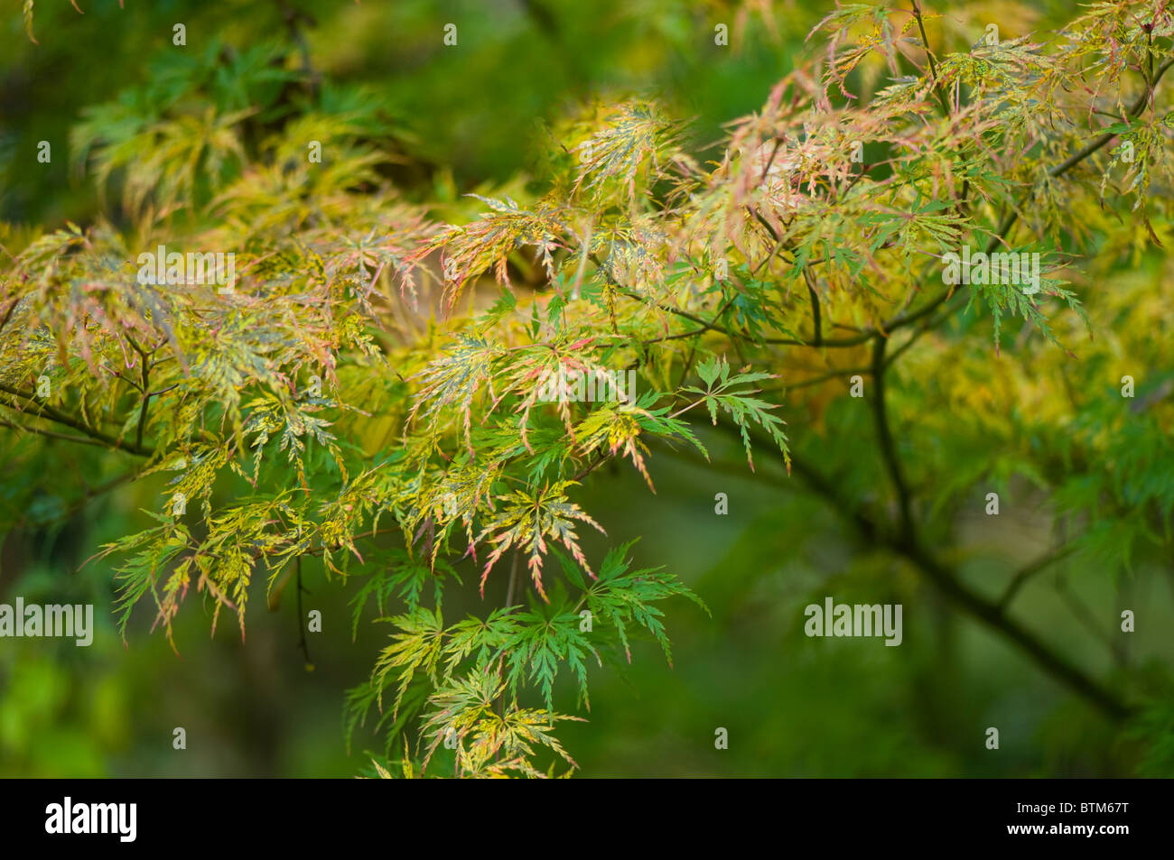 Close-up di immagine vibrante Autunno/caduta foglie colorate di Acer Palmatum il giapponese acero, immagine presa contro un dolce sottofondo. Foto Stock