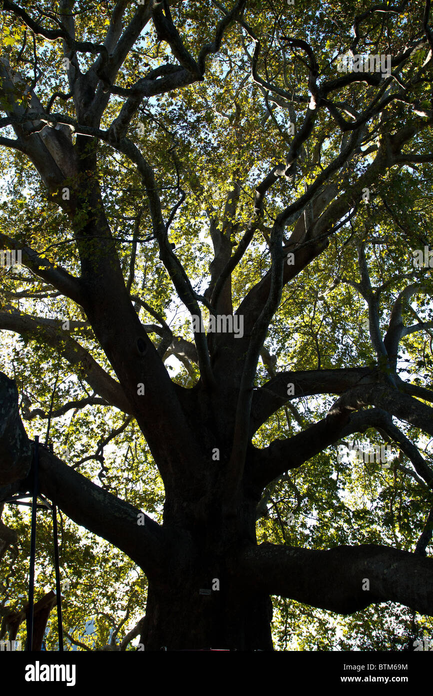 Retroilluminazione con sun branchy tree Foto Stock