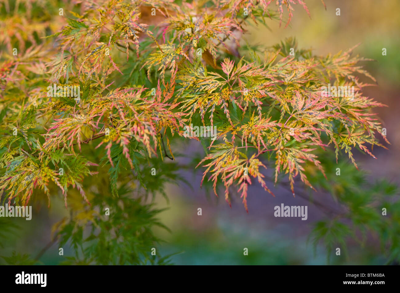 Close-up di immagine vibrante Autunno/caduta foglie colorate di Acer Palmatum il giapponese acero, immagine presa contro un dolce sottofondo. Foto Stock