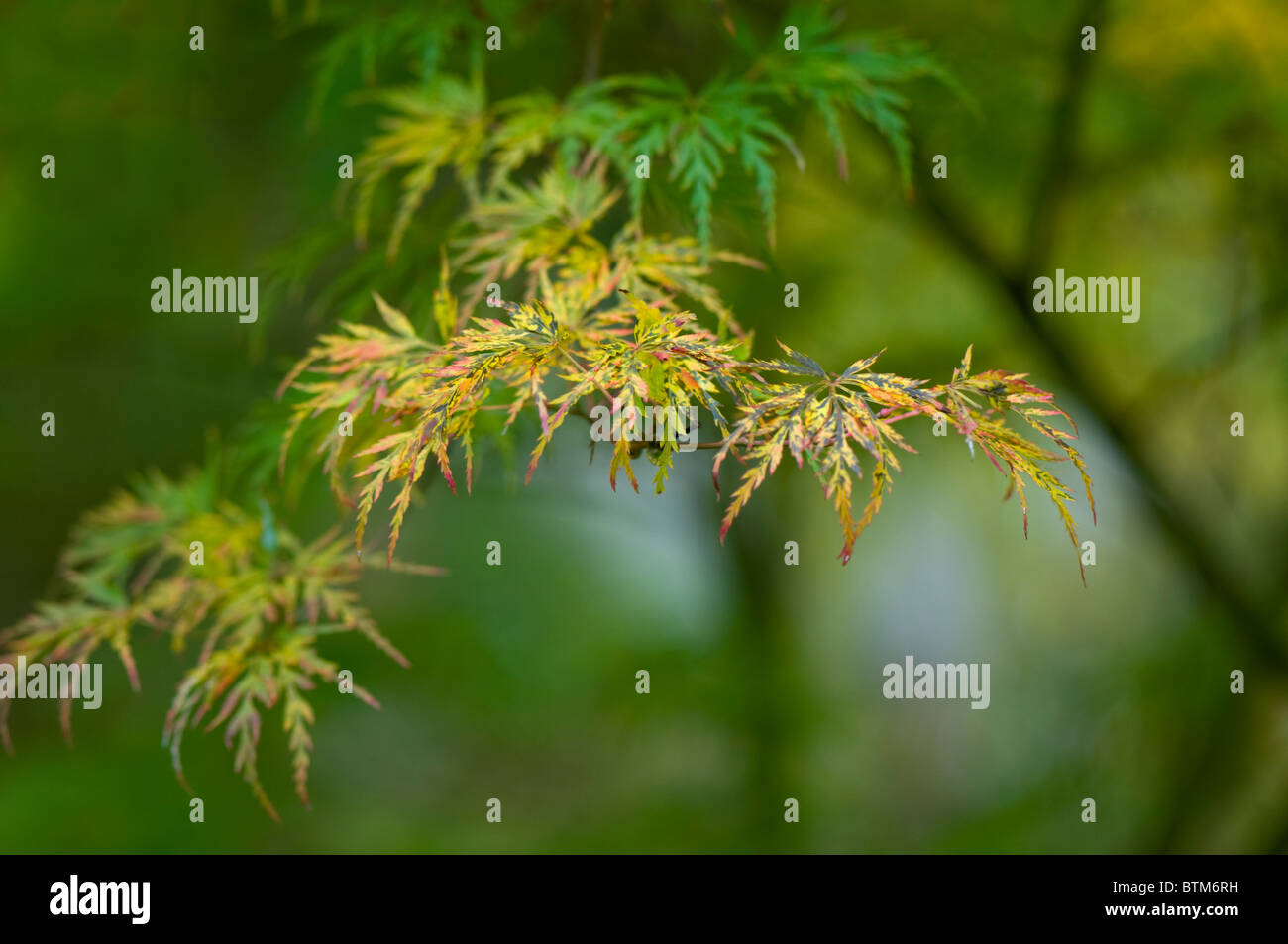 Close-up di immagine vibrante Autunno/caduta foglie colorate di Acer Palmatum il giapponese acero, immagine presa contro un dolce sottofondo. Foto Stock