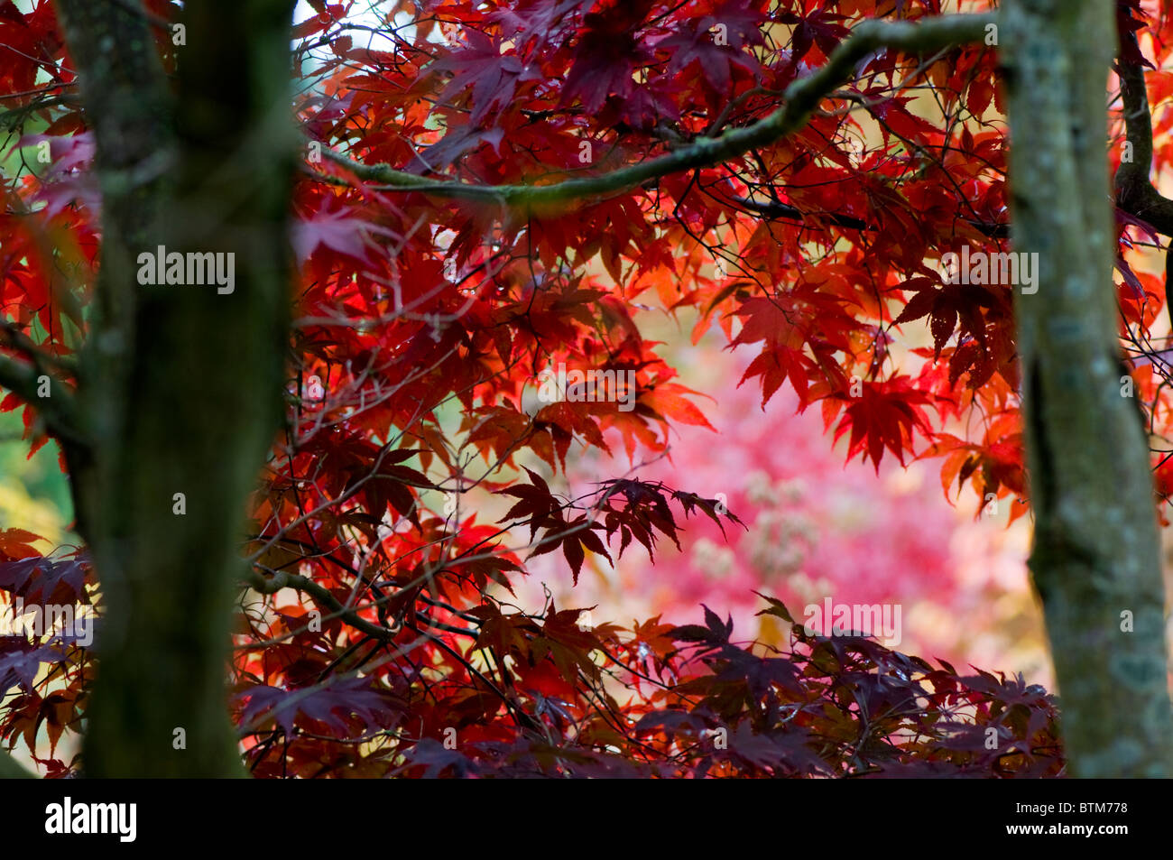 Close-up di immagine vibrante Autunno/caduta foglie colorate di Acer Palmatum il giapponese acero, immagine presa contro un dolce sottofondo. Foto Stock
