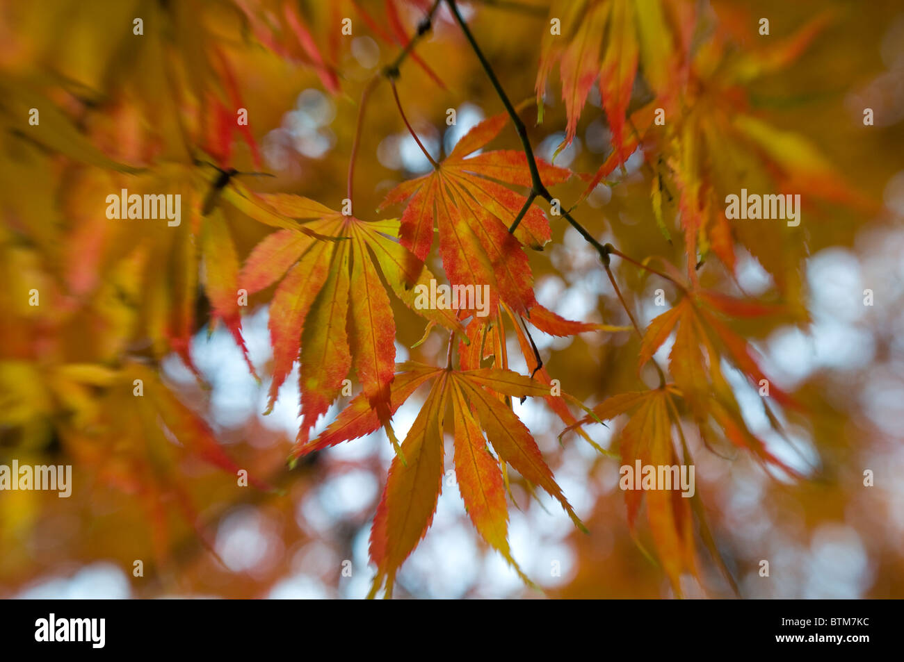 Close-up di immagine vibrante Autunno/caduta foglie colorate di Acer Palmatum il giapponese acero, immagine presa contro un dolce sottofondo. Foto Stock