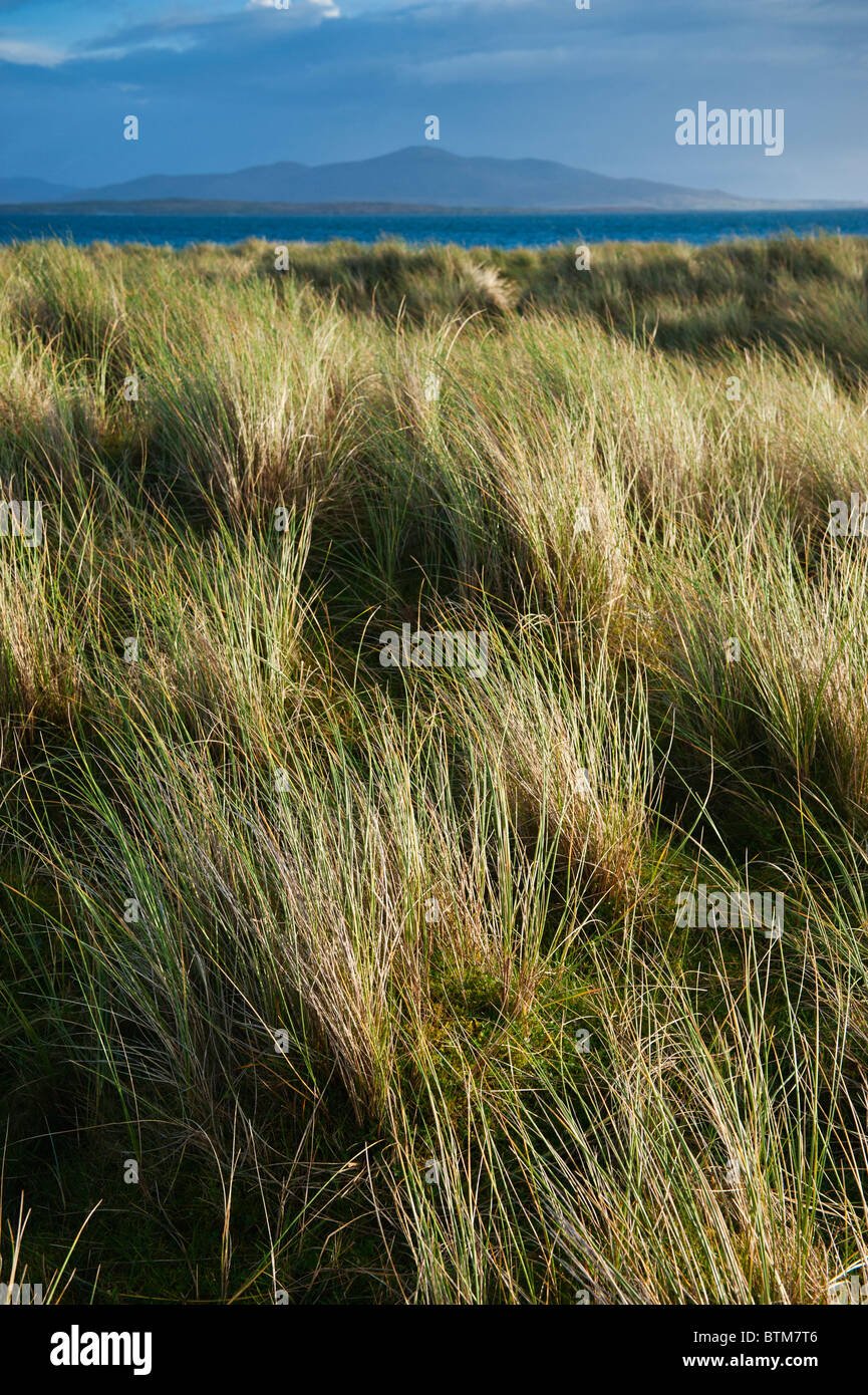 Dune di erba, Berneray, Ebridi Esterne, Scozia Foto Stock