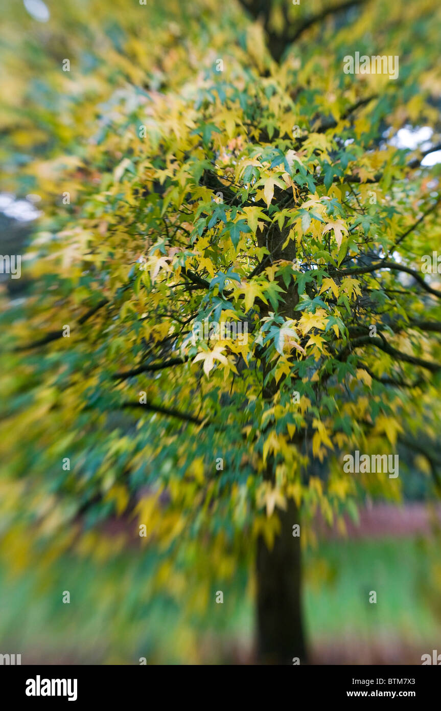 Close-up di immagine vibrante Autunno/caduta foglie colorate di Acer Palmatum il giapponese acero, immagine presa contro un dolce sottofondo. Foto Stock