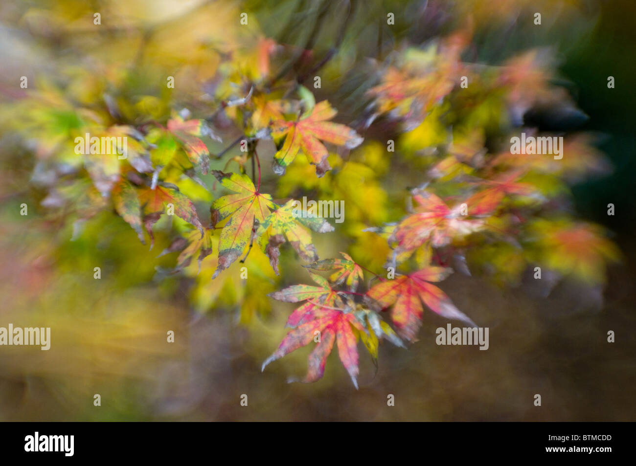 Close-up di immagine vibrante Autunno/caduta foglie colorate di Acer Palmatum il giapponese acero, immagine presa contro un dolce sottofondo. Foto Stock