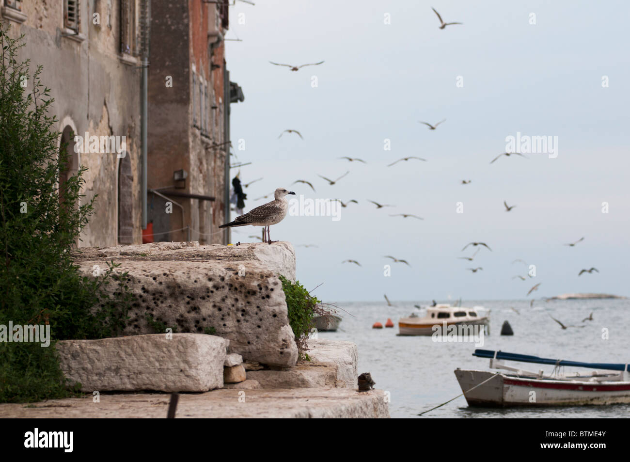 Seagull orologi di uccelli di mare dalla parete del porto di Rovigno turistica attrazione per le vacanze in Croazia Foto Stock