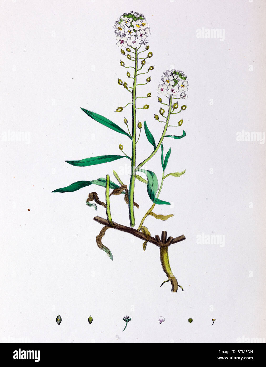 Stampa botanica, Sweet Alyssum, secolo XIX Foto Stock