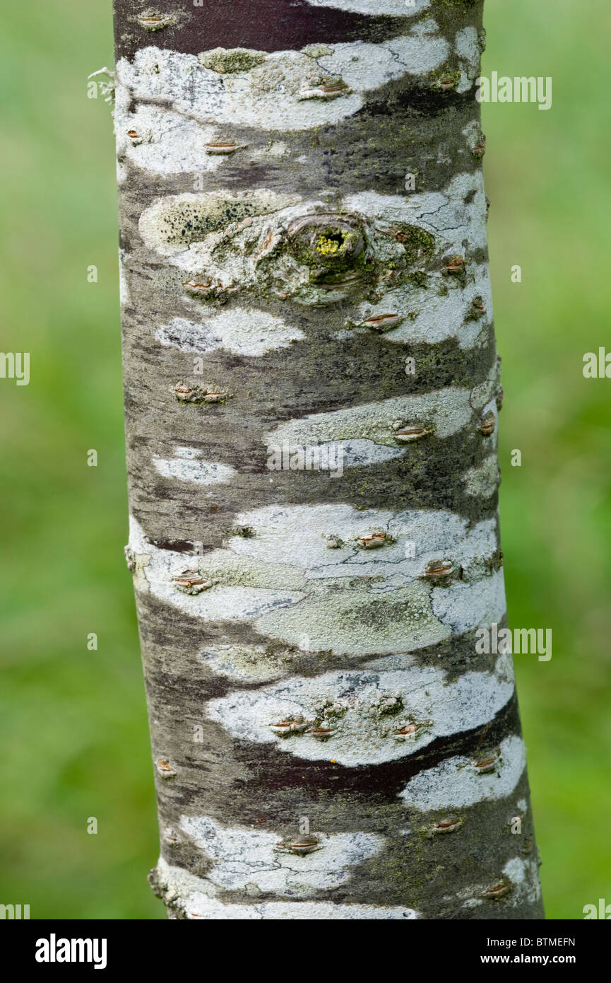 Fioritura Shosar Ciliegio (Prunus 'Shosar') Albero giovane & tronco Cambridgeshire giardino Inghilterra UK Europa Ottobre Foto Stock