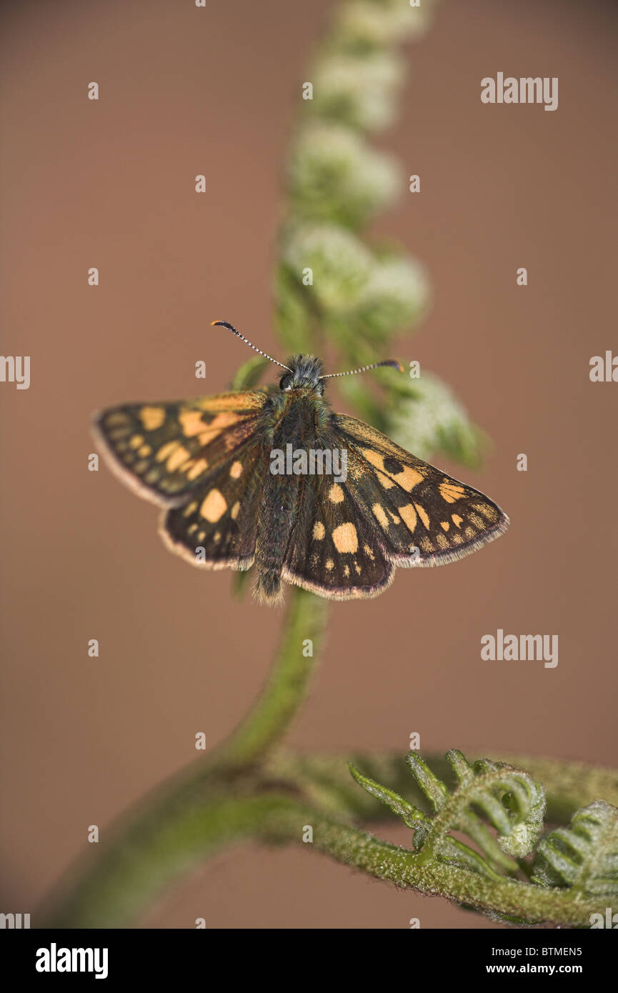 Skipper a scacchi Carterocephalus palaemon adulto crogiolarsi su bracken frond in Ariundle, a Ardnamurchan Peninsula, Scozia in maggio. Foto Stock