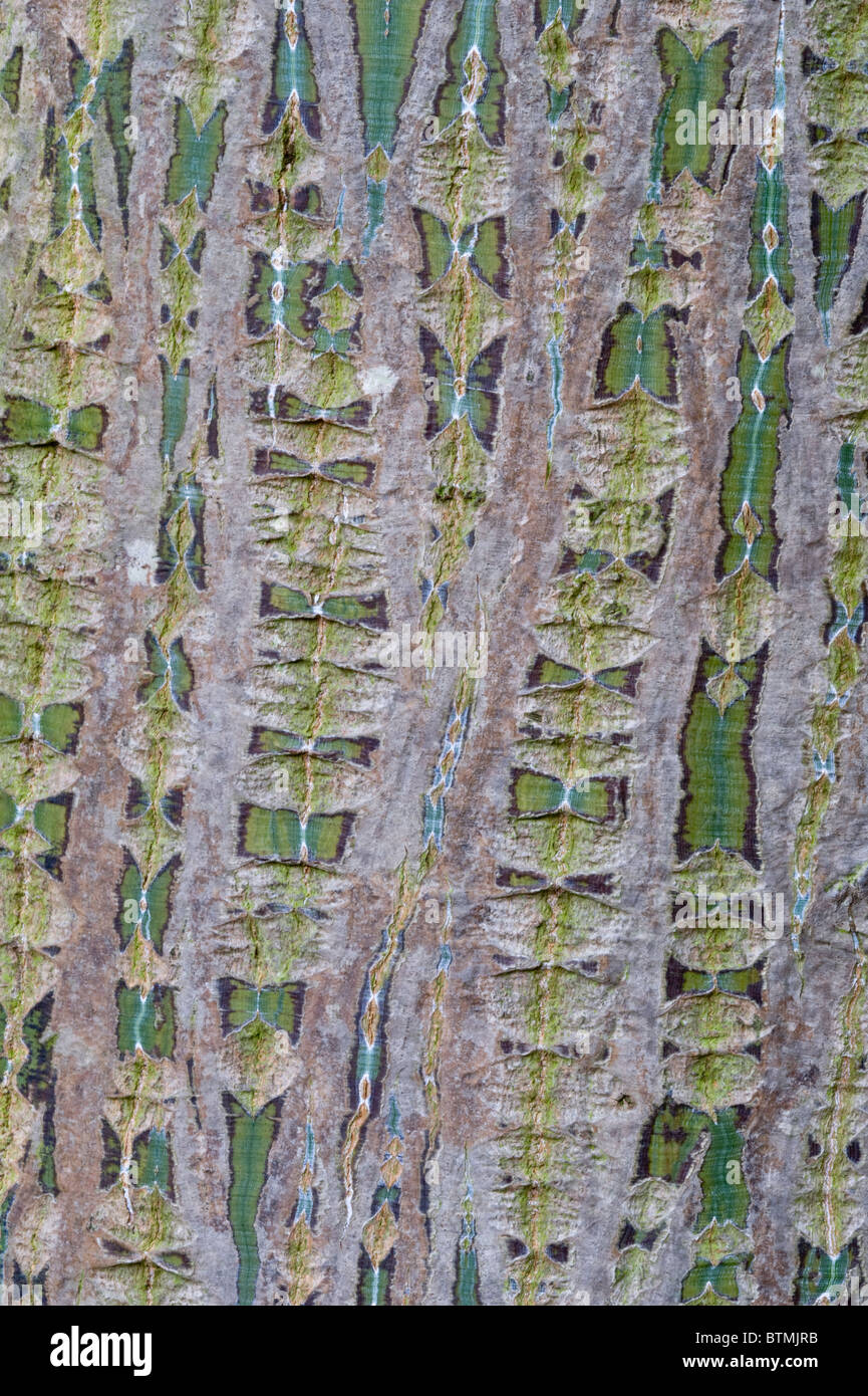 Acero Stripebarked (Acer davidii grosseri) close-up della corteccia giardino botanico Cambridgeshire England Regno Unito Europa Foto Stock
