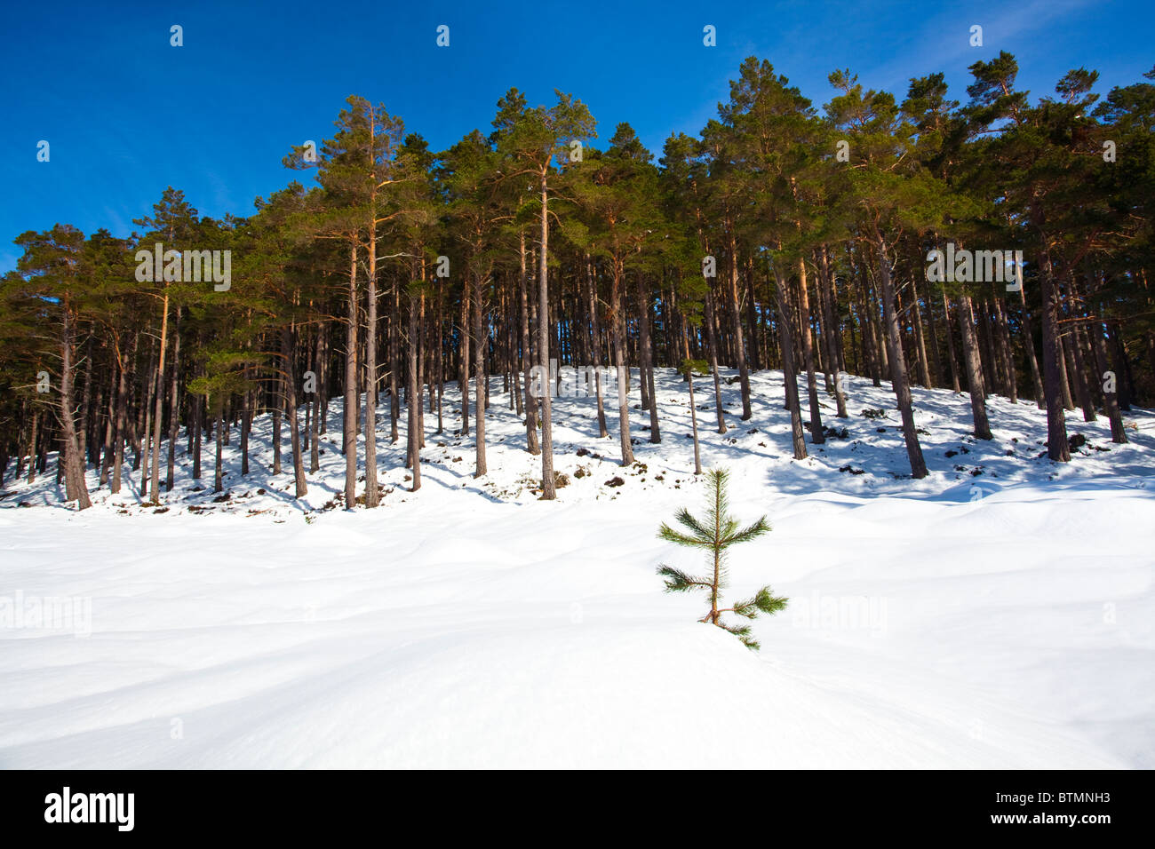 La Scozia, Highlands scozzesi, Cairngorms National Park. Coperta di neve abeti e pini silvestri nel Rothiemurchus Estate Foto Stock
