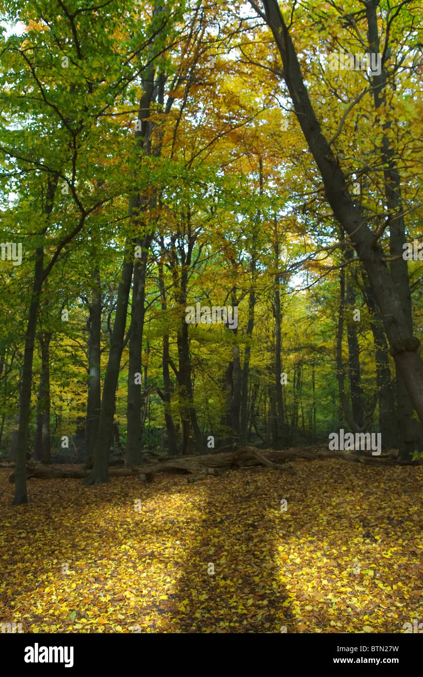 Pavimento autunnale un tappeto giallo di foglie nel bosco. Wimbledon Common, periferia di Londra, Regno Unito, 2010 HOMER SYKES Foto Stock