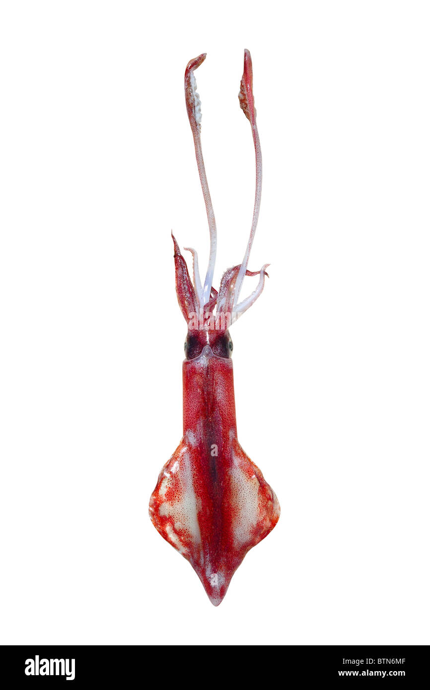 Viva il pesce calamari isolati su sfondo bianco Foto Stock