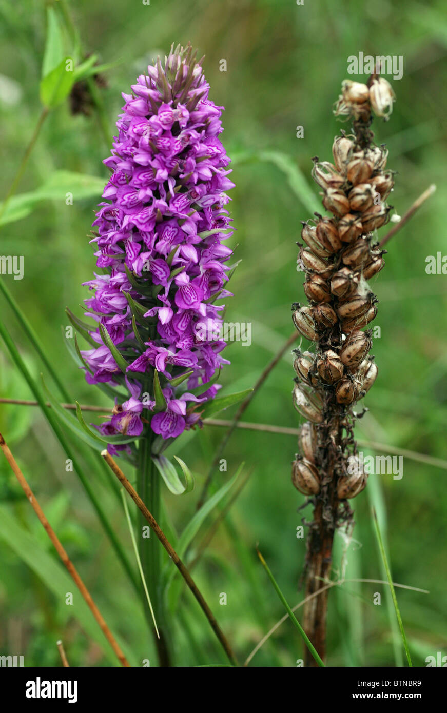 Avvistato comune (orchidea Dactylorhiza fuchsii) Fiore con una testa di sementi Foto Stock