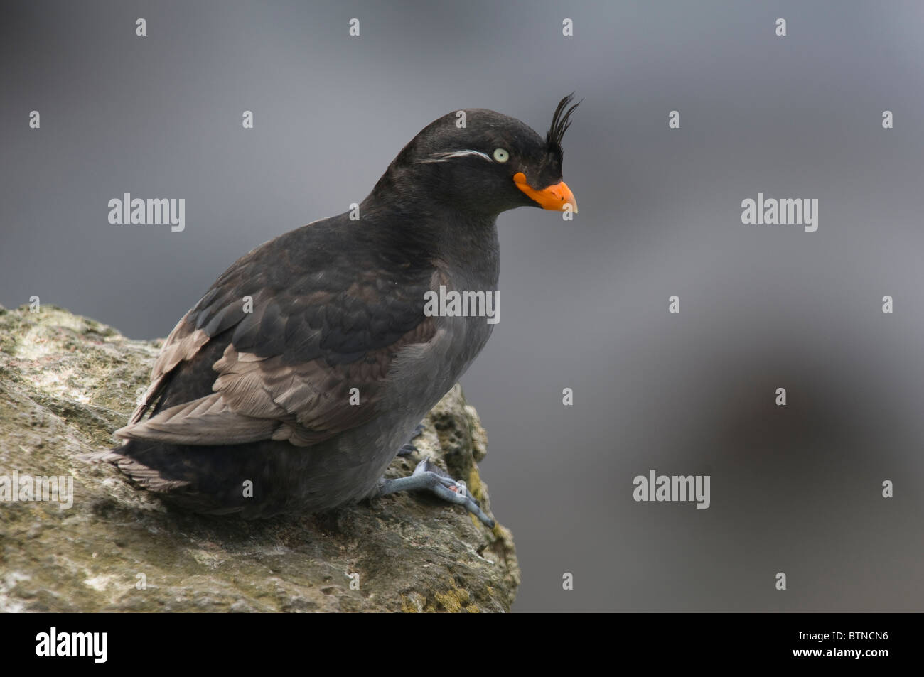 Crested Auklet (Aethia cristatella). Isola di San Giorgio, Alaska Foto Stock