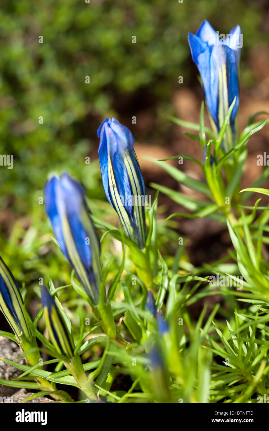 " Blauer Zwerg" cinese appariscente genziana, Höstgentiana (Gentiana sino-ornata) Foto Stock