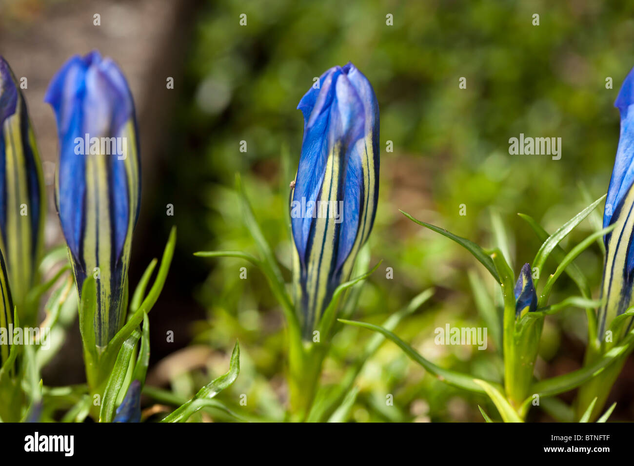 " Blauer Zwerg" cinese appariscente genziana, Höstgentiana (Gentiana sino-ornata) Foto Stock